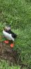 PICTURES/PUFFINS - Helmaey Island/t_PUFF (5).jpg